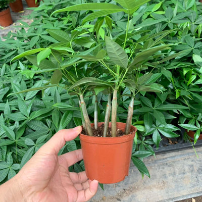 发财树种子原生苗小盆栽招财树室内办公室客厅观叶四季常青易养护