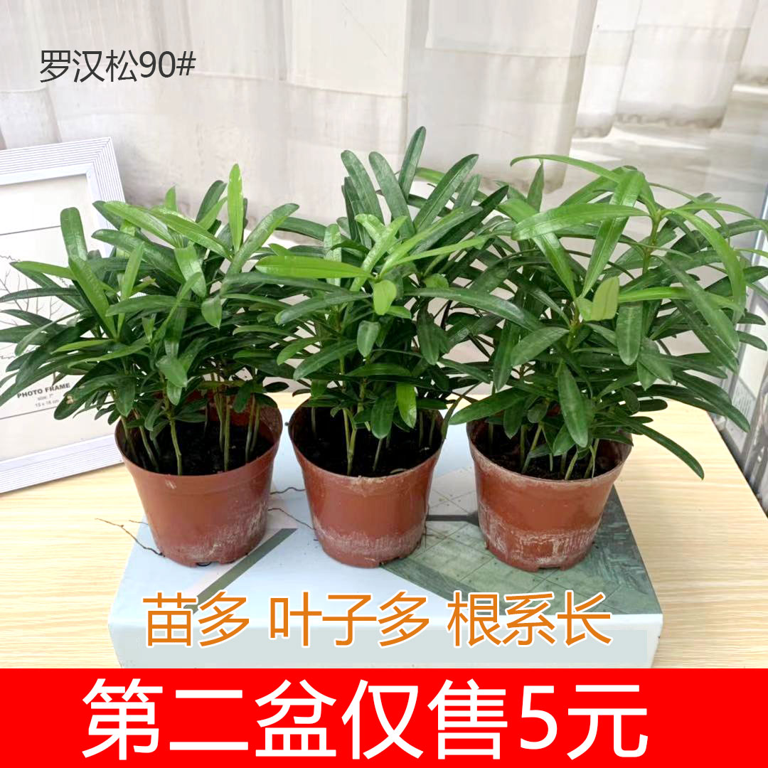 小米罗汉松苗盆栽雀舌大盆景室内桌面绿植