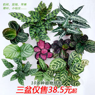 彩美丽竹芋苹果双线翠叶小仙女青纹竹芋室内桌面绿植四季常青花卉