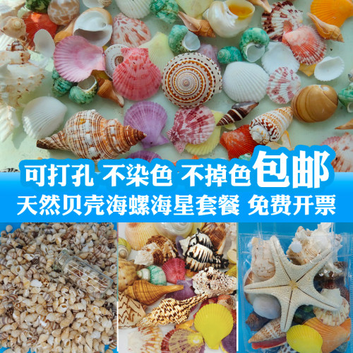 天然海螺手工打孔彩色贝壳diy
