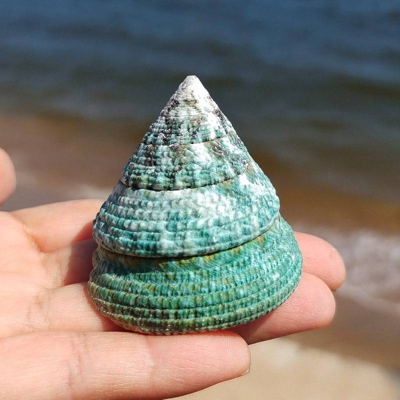 天然贝壳海螺 绿塔螺水族箱鱼缸造景地中海家居装饰特色摆件