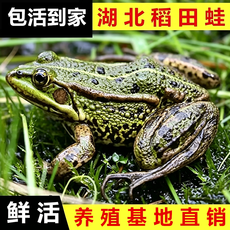 【包活到家】稻田养殖青蛙活体现杀青蛙肉田鸡黑斑蛙鲜活非牛蛙