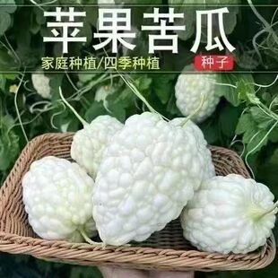 孑春夏秋 蔬果生吃不苦甘甜水果播台湾苹果苦瓜种子白苦瓜种籽四季