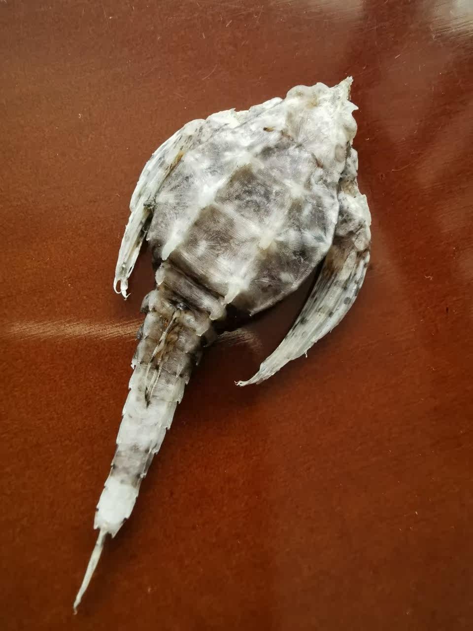 清水洗净天然自晒海燕干货合搭海龙干男性泡酒炖汤煲汤料十只40克