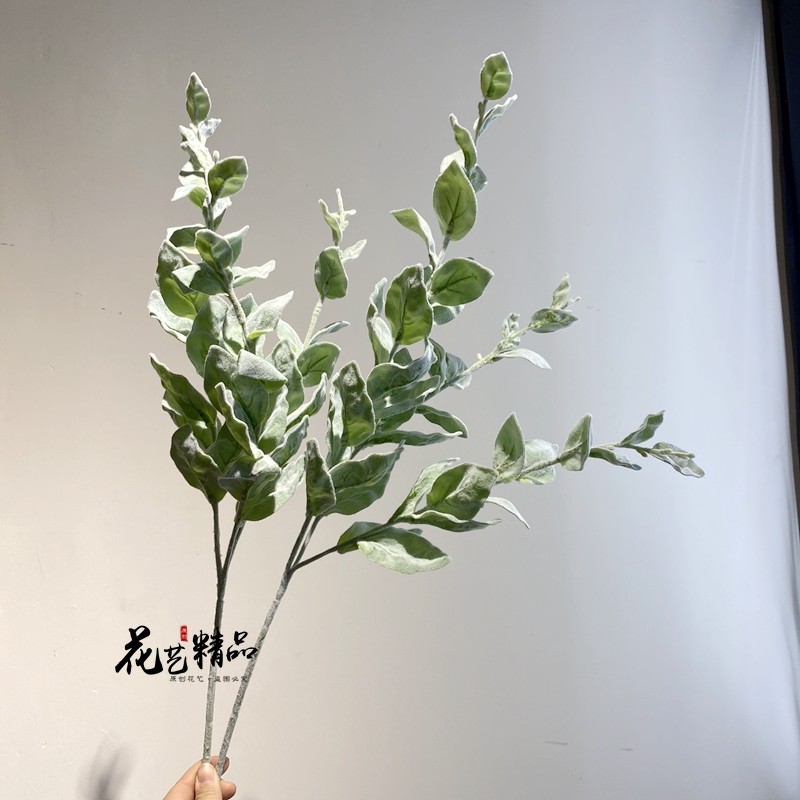 饽椤叶饽罗叶柞树叶带霜植毛树叶插花手捧花叶材线条小圆树叶绿植