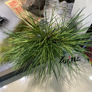 高品质细兰叶花草丛草堆草垛卢苇草水草狗尾草地被植物美陈空间