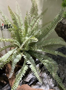 灰色大帝王蕨仿真波士顿草地面装饰植物波斯草地被植物山芒叶