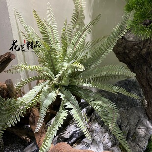 灰色大帝王蕨仿真波士顿草地面装饰植物波斯草地被植物山芒叶
