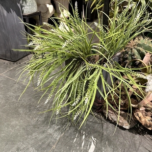 线形草地被水草植物菖蒲仿真绿植假花拍摄道具莫奈花园植被