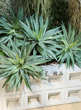 手感保湿龙舌兰高品质多肉植物绿植装饰造景植物