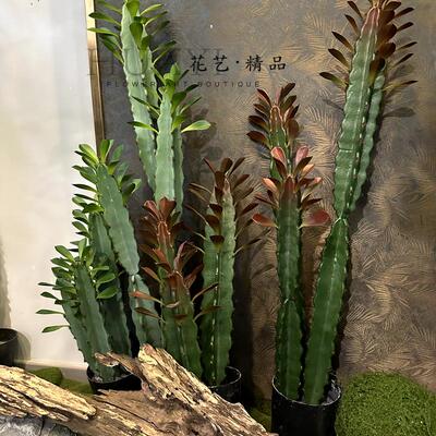 仿真龙骨叶仙人掌仙人柱