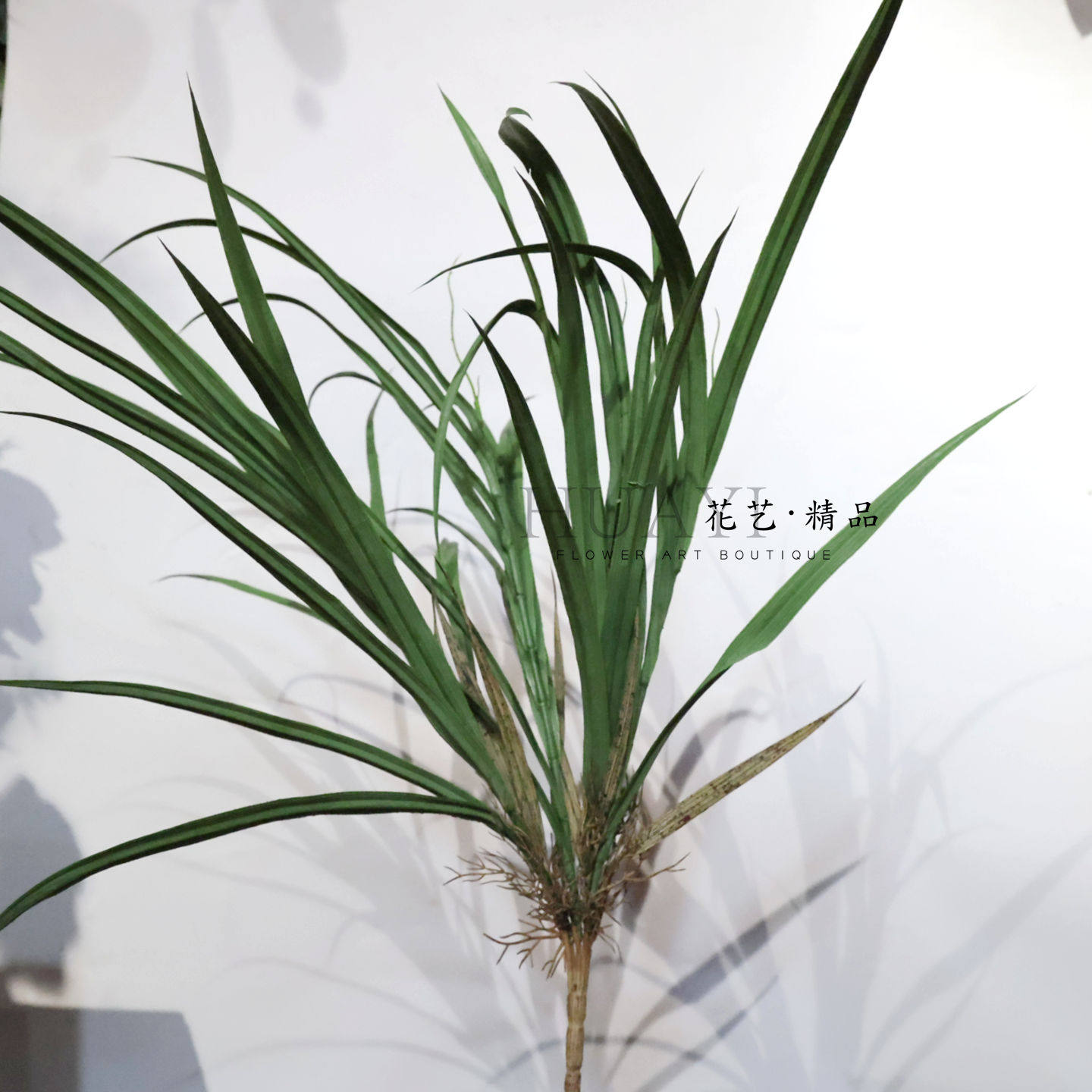 仿真绿植龙血草茅草带根须老叶高品质手感保湿质感扁草地被菖蒲