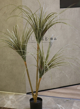仿真树落地盆栽植物龙须树龙血树剑麻多肉室内摆件龙鳞草