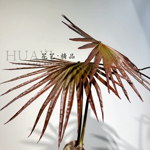 渐变色山葵叶扇葵树叶蒲葵仿真大叶子圆形插花美陈道具园林装饰