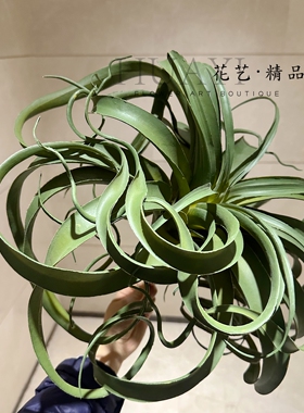大空气草仿真多肉植物微景观造景背景布置家居装饰品卷卷花