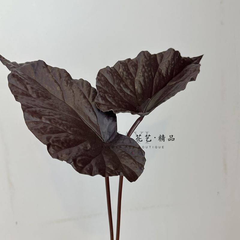 黑紫色叶材异形叶仿真热带植物叶子芋叶虹鳟海棠叶
