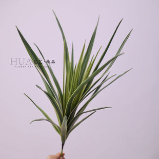 仿真兰花叶剑叶线条型植物插花配叶芦荟草扁草阳台装饰软装美陈