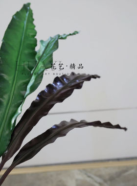 热带大叶材仿真绿叶枝条鸟巢蕨叶巴西木叶深咖色美陈拍摄插花植物