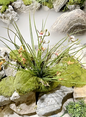 花艺精品仿真植物水草蝴蝶兰