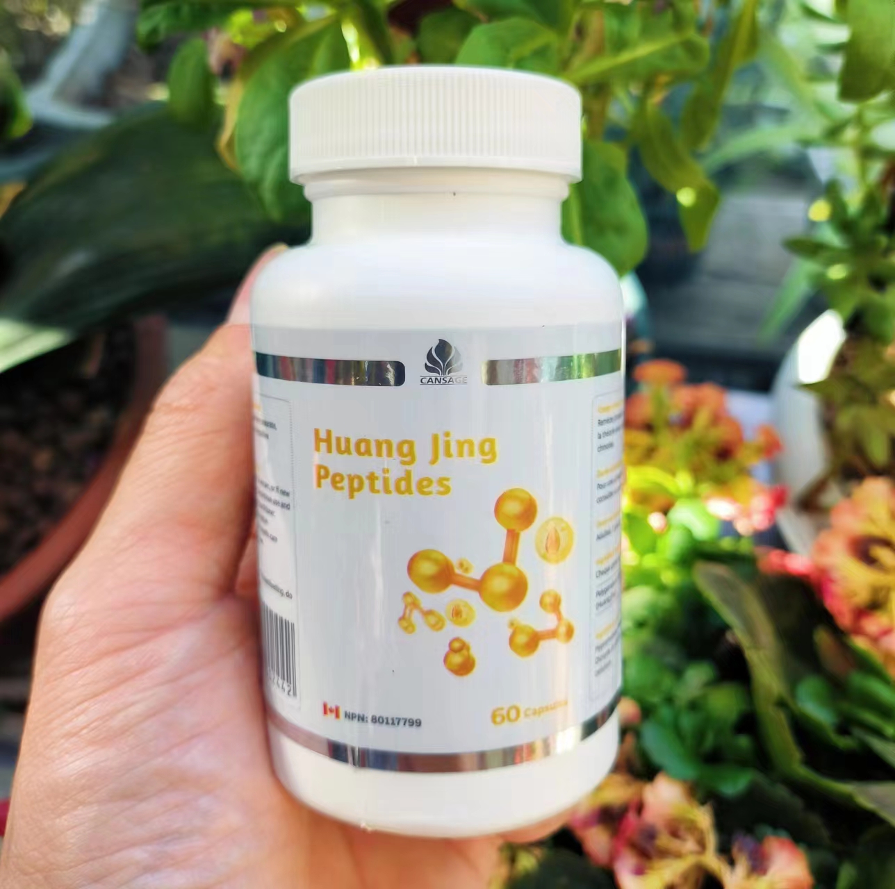 Cansage黄精肽胶囊60粒