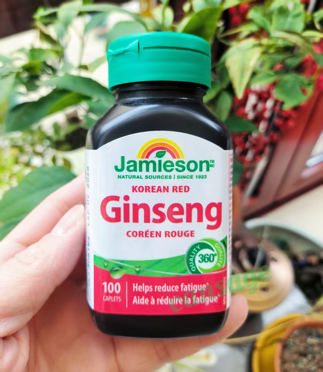 代购 加拿大 Jamieson健美生韩国红参/人参 片 100粒