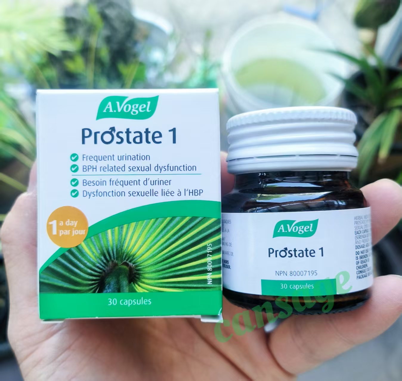 代購 加拿大 A.Vogel Prostate 蒲葵/鋸櫚精精華膠囊  30粒