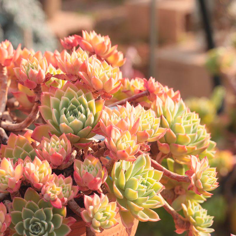 23云南控养多肉老桩一物一拍古木派多肉花园直播露养精品雪佳人