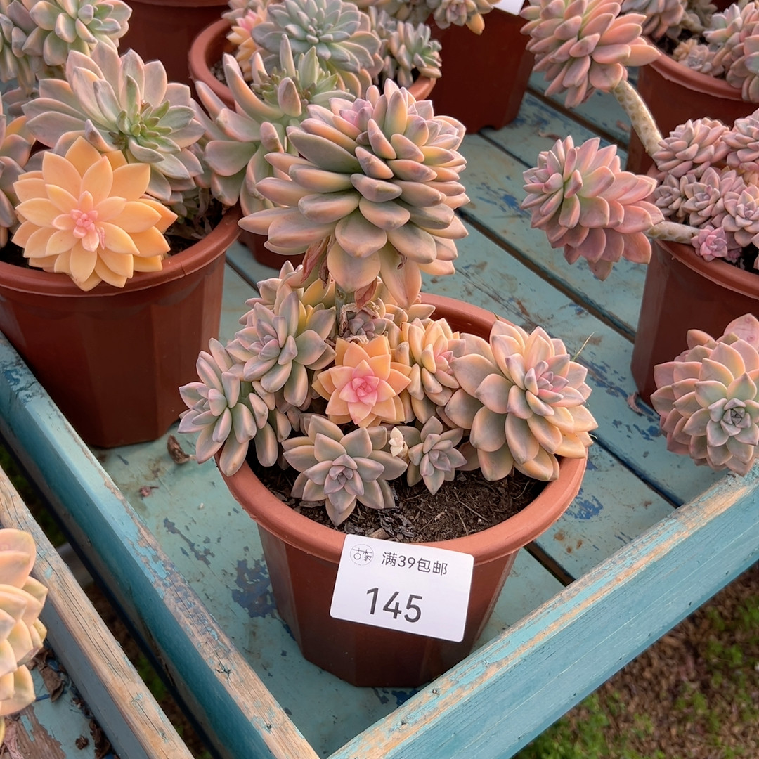 144,鲜花速递/花卉仿真/绿植园艺,多肉植物,淘宝优惠券,粉丝福利购,淘宝优惠卷