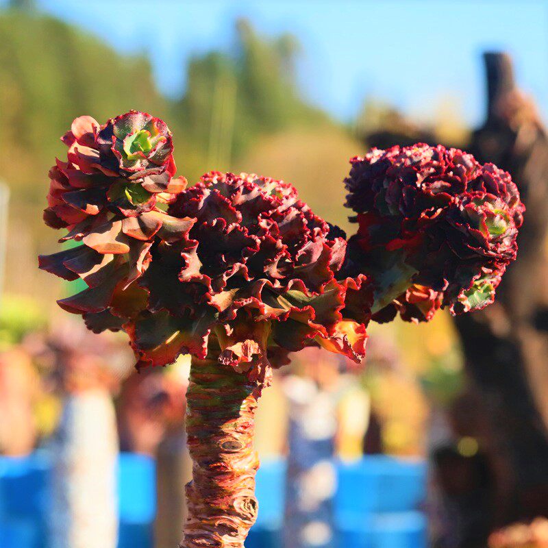 10云南多肉植物直播多肉大包菜系婚纱混血 粗腿老桩多肉一物一拍