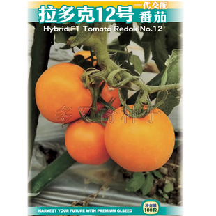 拉多克12号西红柿种子 春秋播黄色番茄种子苹果型绵软起沙蔬菜籽