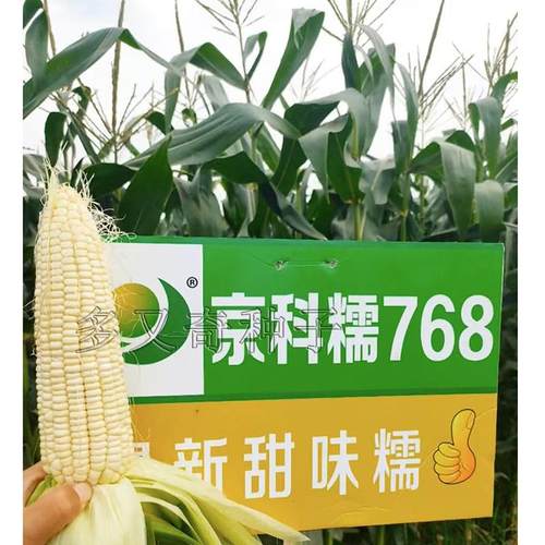 京科糯768玉米种子 春播早熟大穗型白粘玉米种子口感甜糯苞谷种子