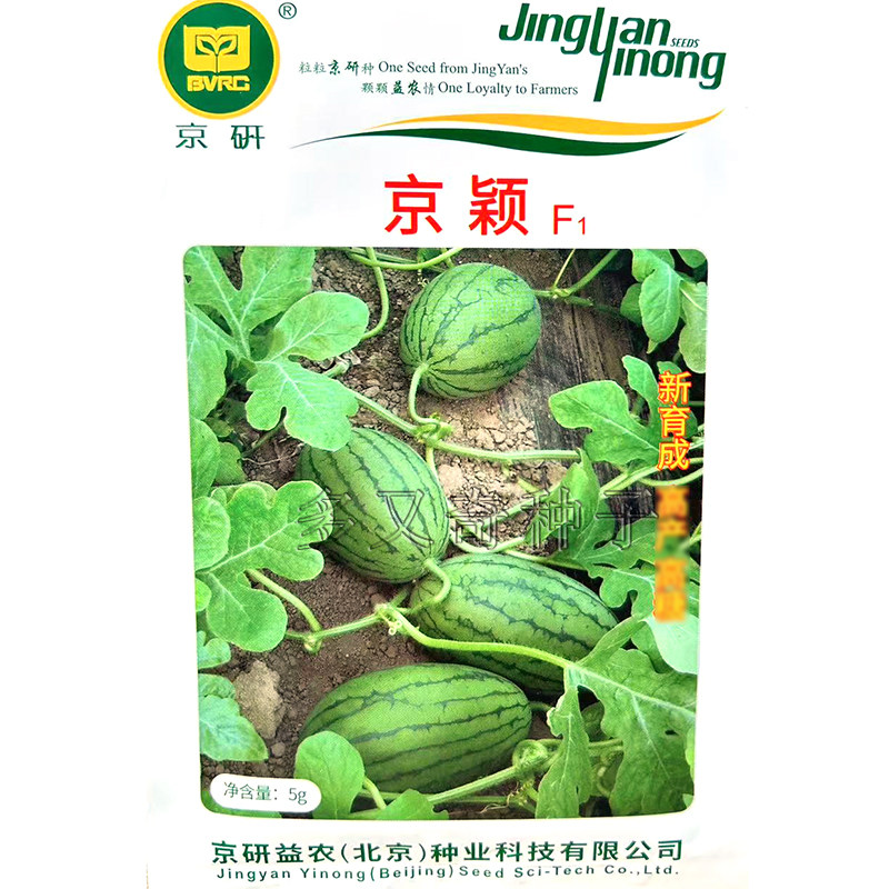 京颖西瓜种子 早春红玉小型西瓜种子 肉质大红脆嫩口感好京研西瓜图片