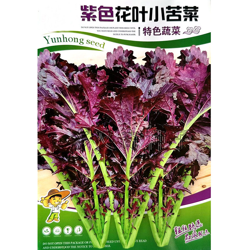 紫色花叶小苦菜种子  四季播云南小苦菜种子苦青菜花叶芥菜蔬菜籽