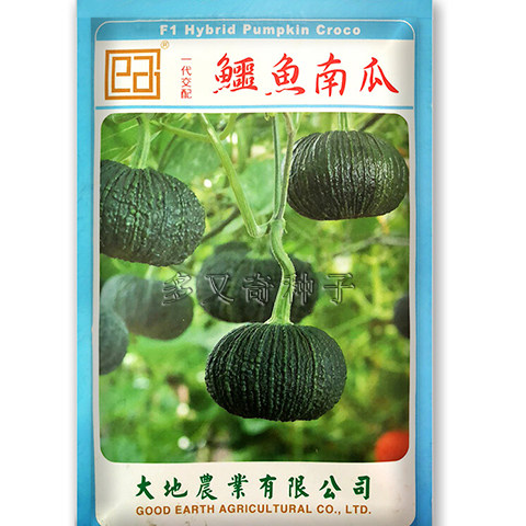 鳄鱼南瓜种子 南方春秋播泰国癞黑皮南瓜籽观赏食用奇瓜异果种子