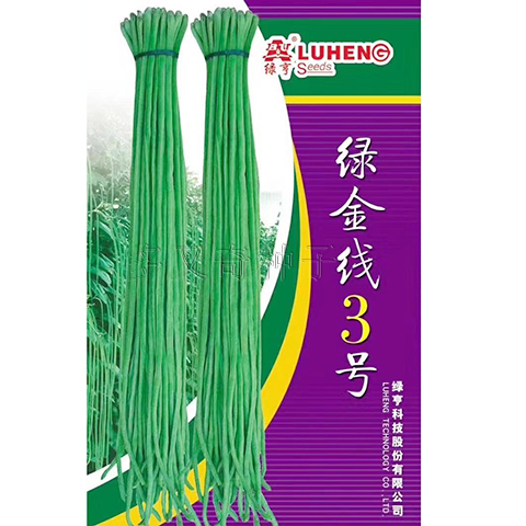 绿金线3号豇豆种子 早熟青绿色豇豆种子 高产豆角种 春秋菜豆种子