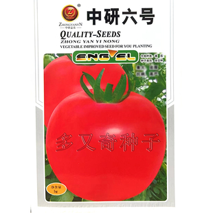 中研6号番茄种子 抗叶霉早晚疫脐腐裂果枯萎病抗重茬西红柿种子5g