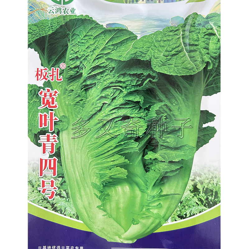 宽叶青四号青菜种子 云南四季播小苦菜种子秋播大青菜籽芥菜蔬菜