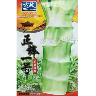 正棒一号芥菜种子 花叶棒菜种子 笋子芥菜种子 秋冬季蔬菜种子10g