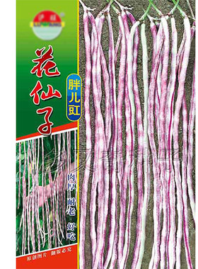 花仙子胖儿豇豆种子 紫色花斑豇豆种子 春夏秋耐热耐湿豆角蔬菜籽