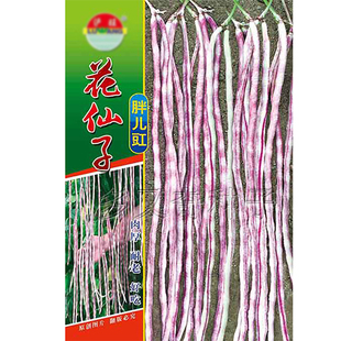 花仙子胖儿豇豆种子 紫色花斑豇豆种子 春夏秋耐热耐湿豆角蔬菜籽