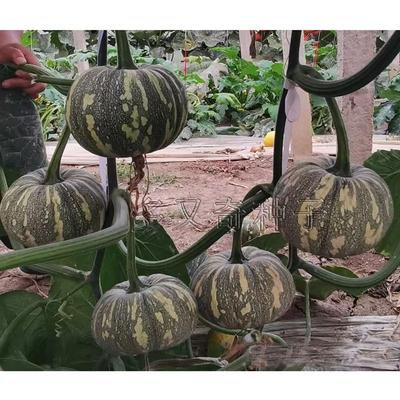 南瓜种子板栗板粟香甜食用