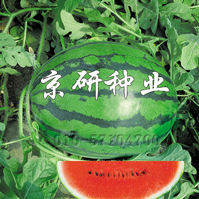 京美f1西瓜种子 京研西瓜种子 椭圆新有籽西瓜大果耐裂口感好水果