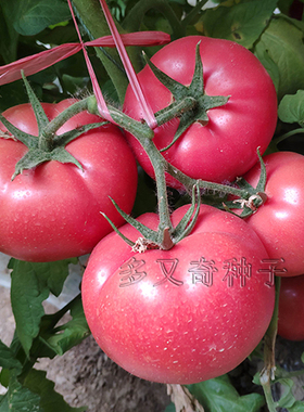 中杂301番茄种子 保护地抗TY粉果西红柿种子 中国农科院番茄种子