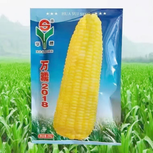 万糯2018玉米种子 春播黄糯玉米种皮薄口感甜糯不返生黄粘苞米籽