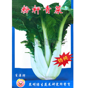 粉杆青菜种子 叶柄粗长有蜡粉秋冬播长柄芥菜种子水淹菜酸菜种子