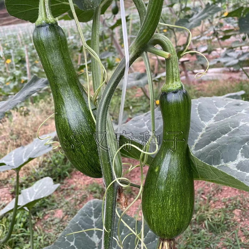 黄狼2号南瓜种子 春早熟蜜本南瓜种子嫩老瓜兼用老南瓜甜面雌花多
