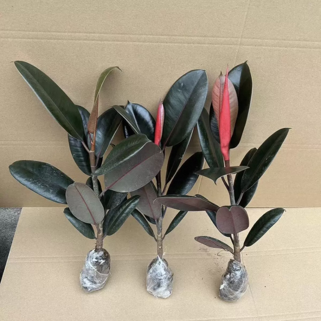 黑金刚橡皮树盆栽职务室内客厅绿植净化空气吸甲醛左面好养花卉