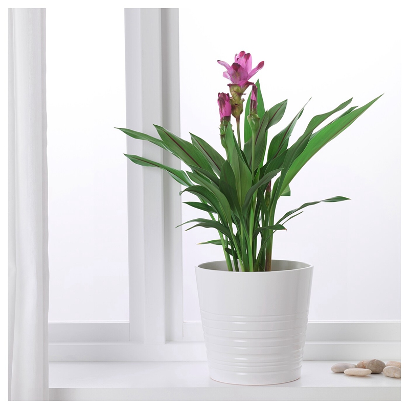 姜荷花 夏季耐热阳台花卉盆栽绿植开花植物多年生广州忘言园艺