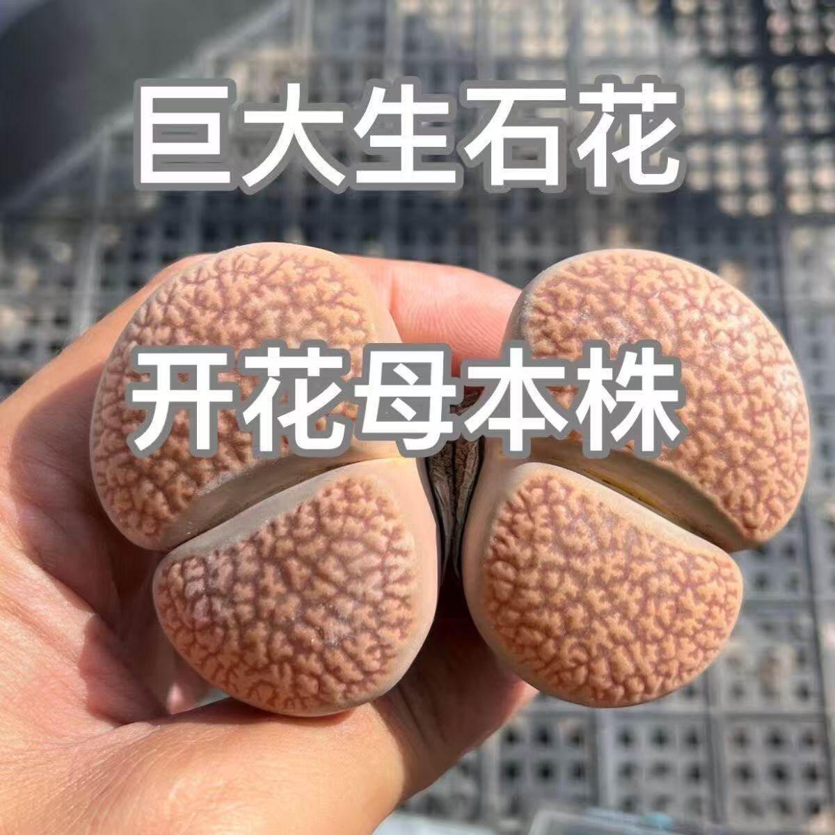 超大生石花5年苗老母本 大颗生石花