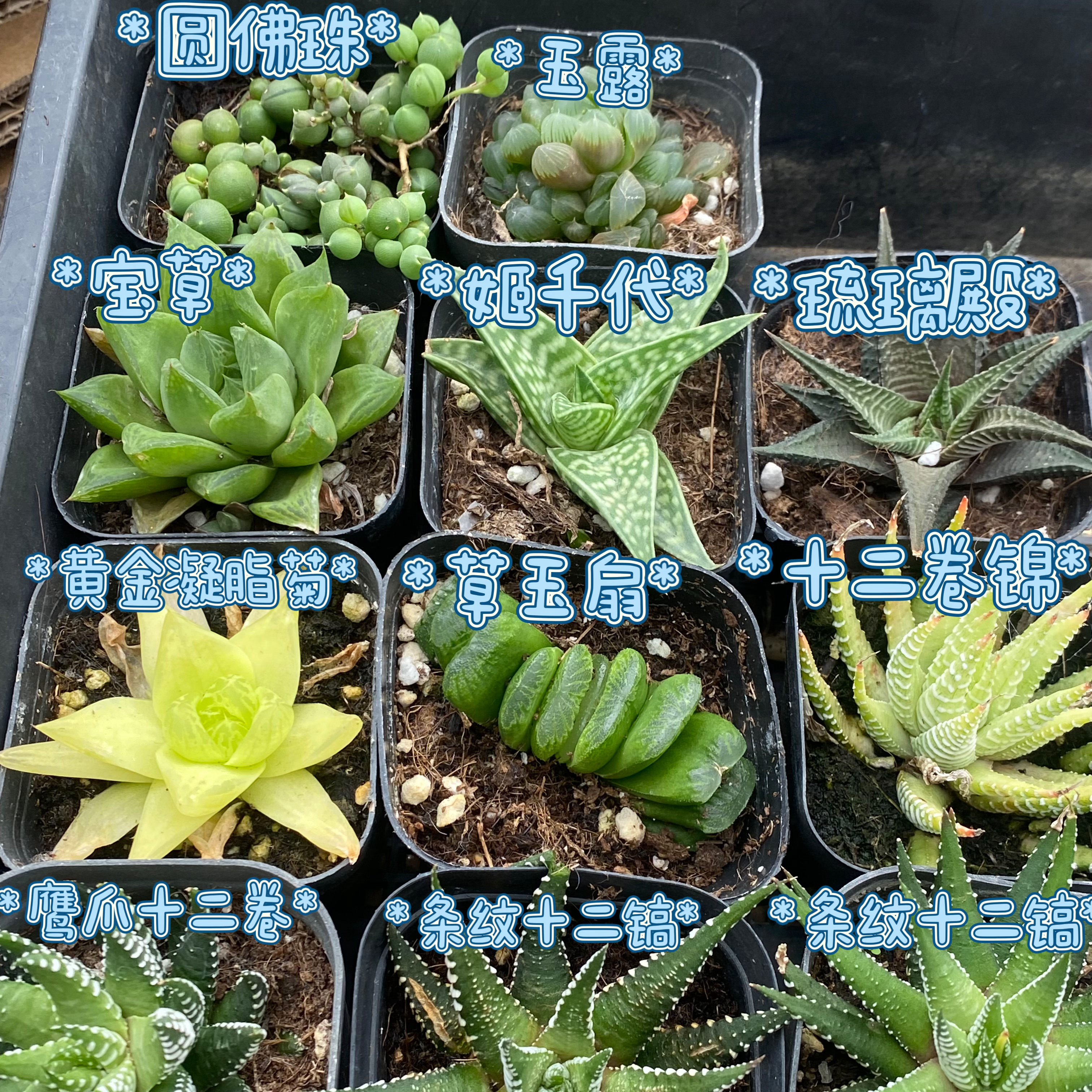 6盆喜阴套餐 玉露玉扇多肉植物多肉植物